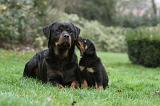 ROTTWEILER 376